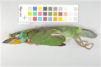 藏品(五色鳥)的圖片